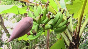 Bananes de trois jours.