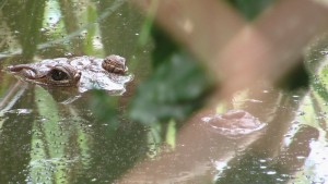 Crocodile d'eau douce camouflé.