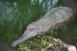 Les crocodiles d'eau douce ont la gueule allongée.
