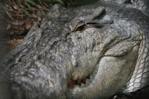 Les crocodiles marins sont plus gros que ceux d'eau douce.