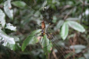 Une golden orb weaver.