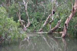 La partie immergée de la mangrove.