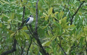 Un oiseau coloré.