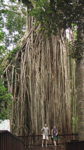 Le curtain fig tree.