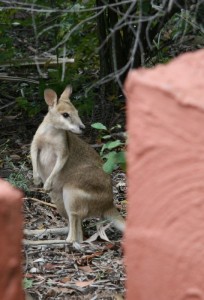 Un petit kangourou.