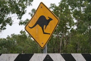 Attention, kangourous.