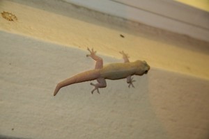 Un gecko.