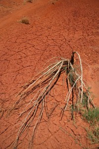 La terre rouge du désert.
