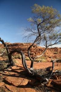 Un arbre torturé par le vent.