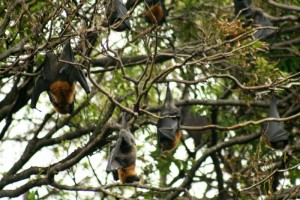 Les chauves-souris.
