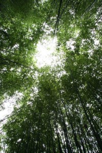 Forêt de bambous dans le jardin zen.