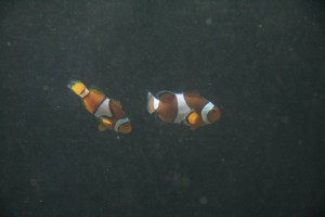 Poissons clown dans l'ocean world.