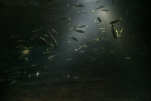 Toujours l'ocean world.