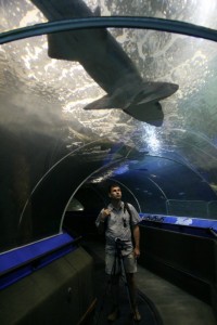Un requin passe au dessus de Sylvain.