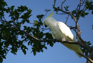 Un oiseau dans le jardin botanique.