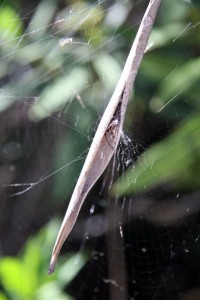 Funnel Web Spider.