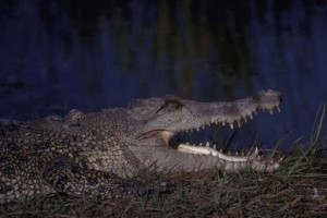 Salty, un crocodile marin.